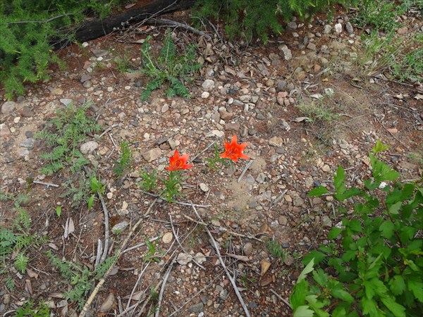 Конда Витим 144